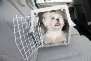 Quelles sont les causes du mal des transports chez le chien
