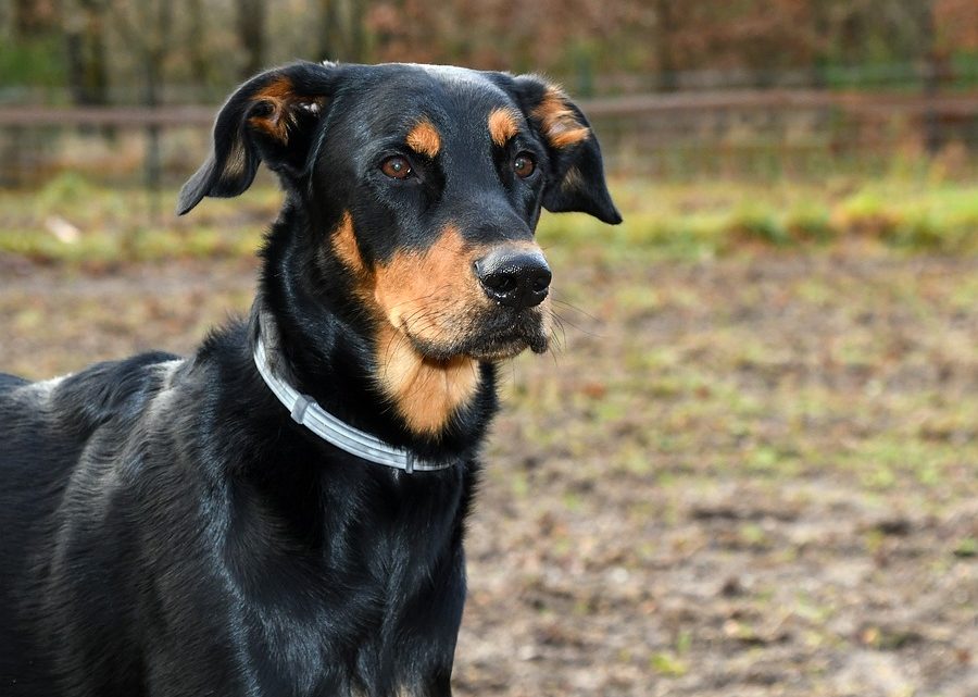 BEAUCERON – Chien de Groupe 1