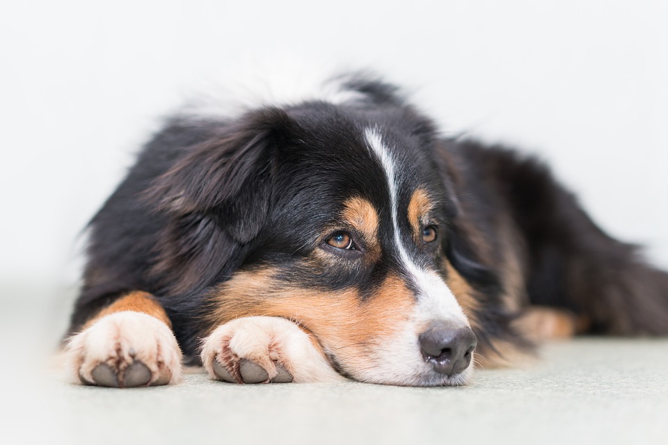 AUSTRALIAN SHEPHERD (berger australien) – Chien de Groupe 1