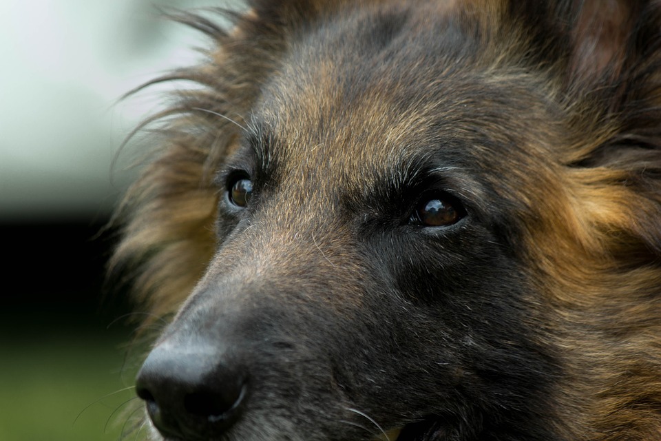 BERGER BELGE TERVUEREN – Chien de Groupe 1