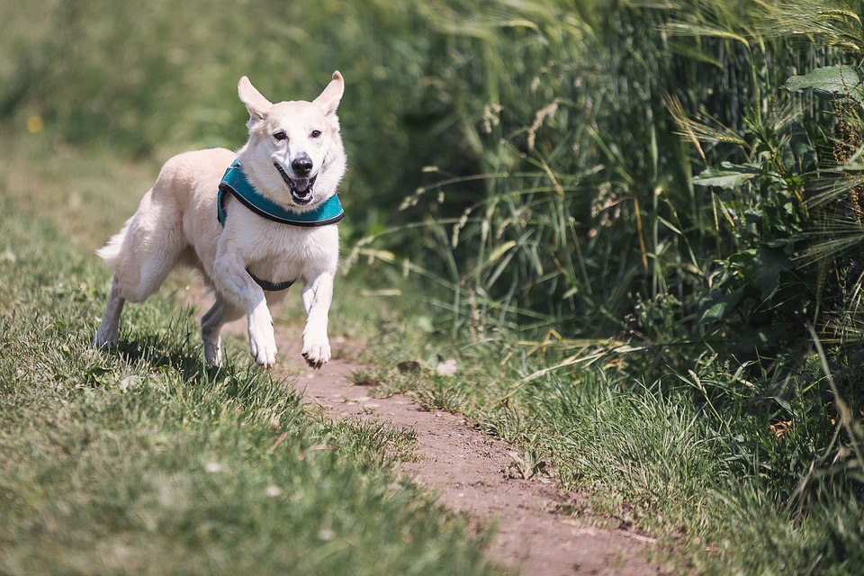 Déceler les problèmes d’un chien qui fugue : les cas spécifiques