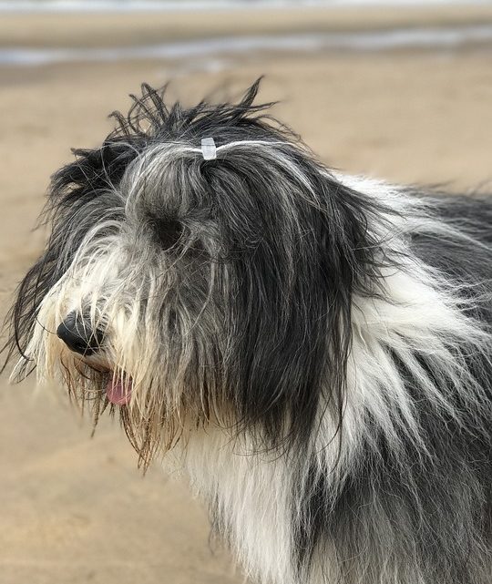 BEARDED COLLIE – Chien de Groupe 1