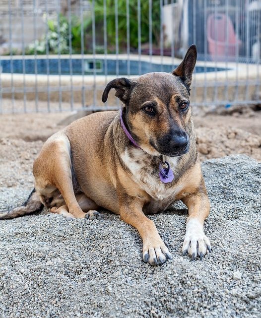 BERGER AUSTRALIEN KELPIE – Chien de Groupe 1