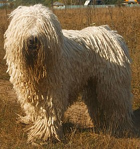 KOMONDOR – Chien de Groupe 1