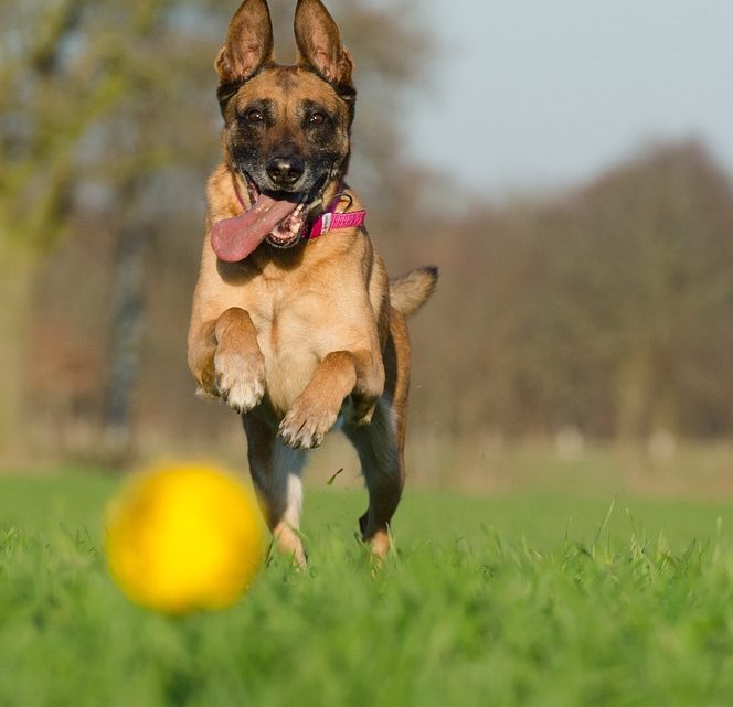 BERGER BELGE MALINOIS – Chien de Groupe 1