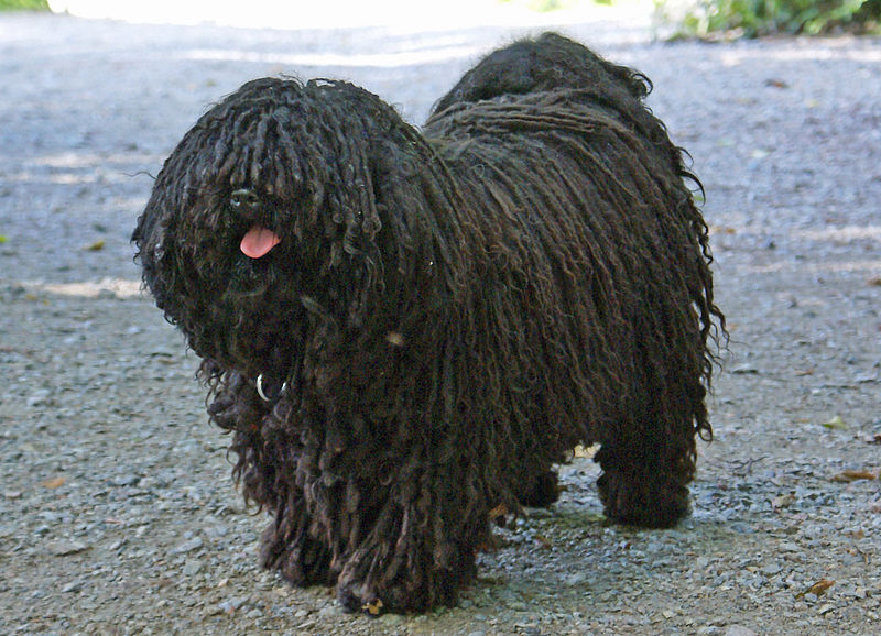 PULI – Chien de Groupe 1