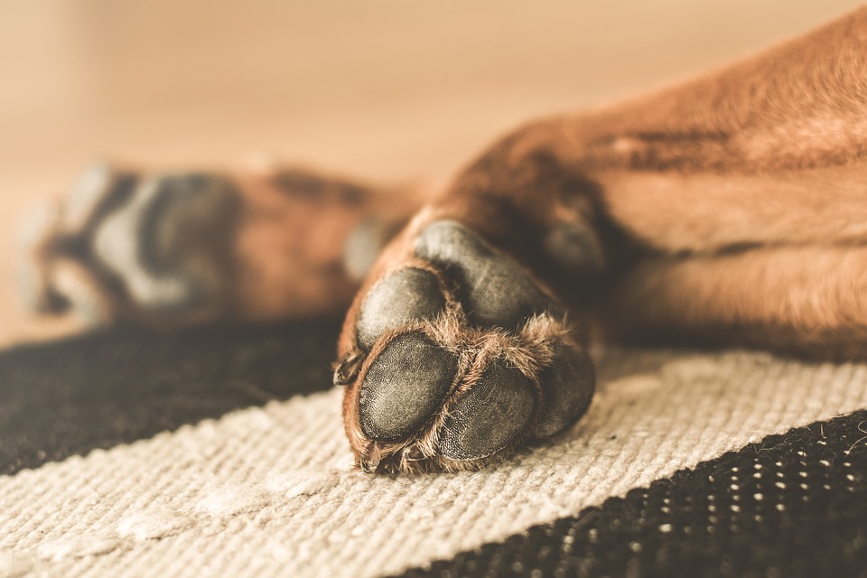 Tour d’horizon sur l’entretien des pattes et des ongles du chien