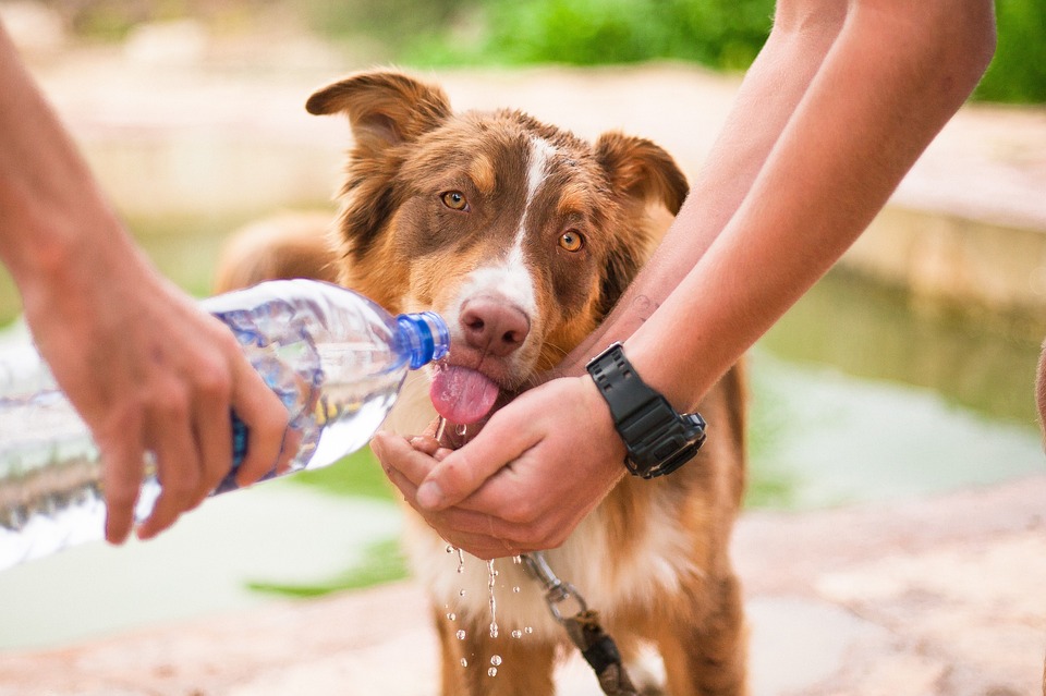 Savoir repérer le bon modèle de fontaine d’eau pour chien