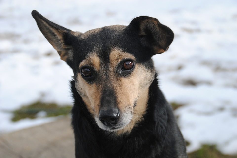 À quelle fréquence et comment faire le nettoyage des oreilles du chien