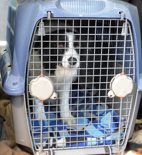 Voyage avec son toutou : quelle caisse de transport pour chien ?