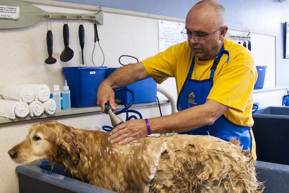 Apprendre les bases du toilettage canin pour une pratique à domicile