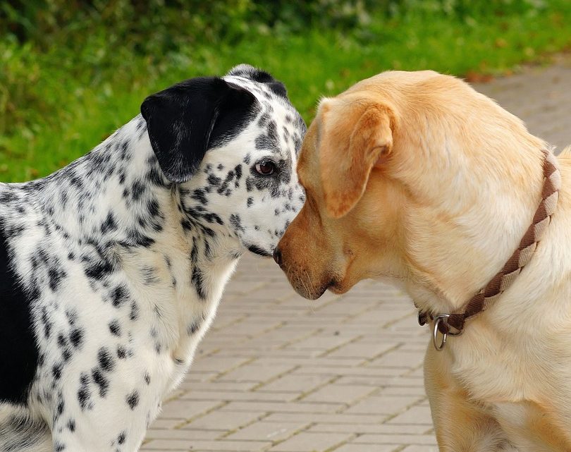 Séparer deux chiens collés durant la reproduction : les risques