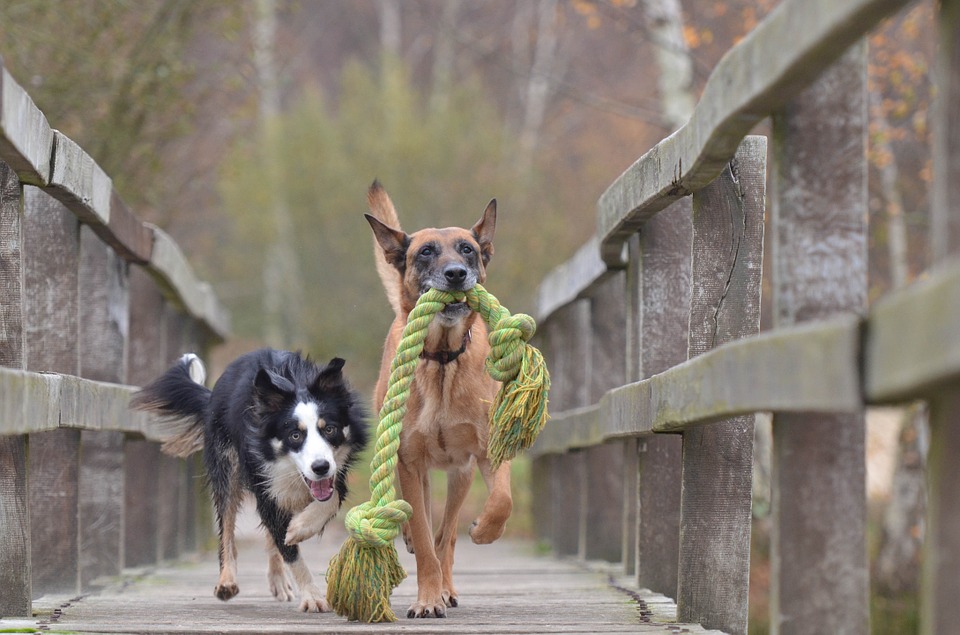 L’accouplement entre 2 chiens de races différentes est-il préconisé ?