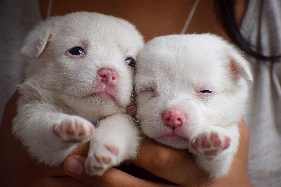 Reconnaitre une mise bas chez la chienne : les signes annonciateurs