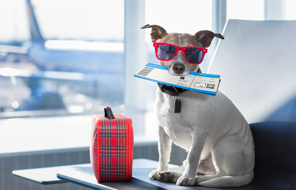 Les règles pour voyager en avion avec son chien