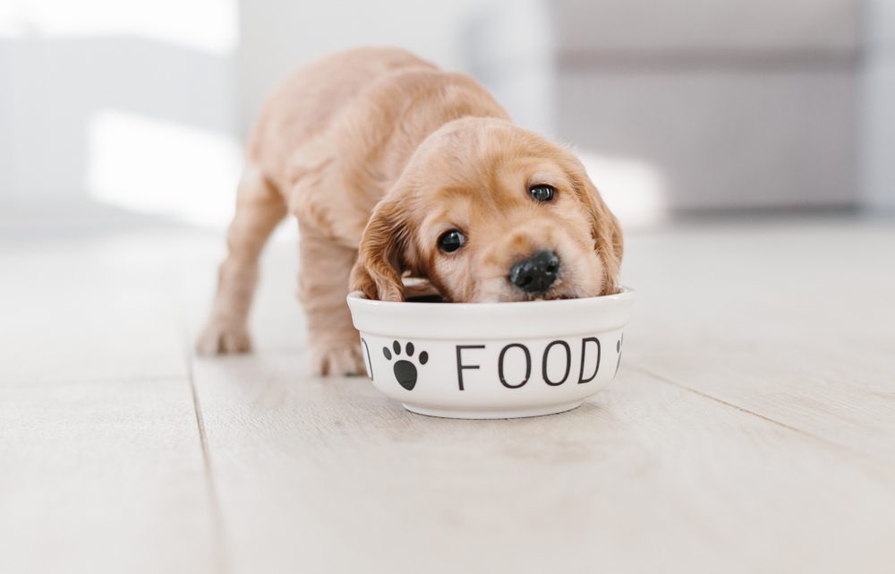 Conseils pour bien alimenter un chiot Braque de Weimar : choisir les bonnes croquettes