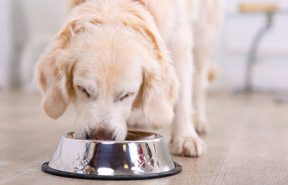 La meilleure alimentation pour chien