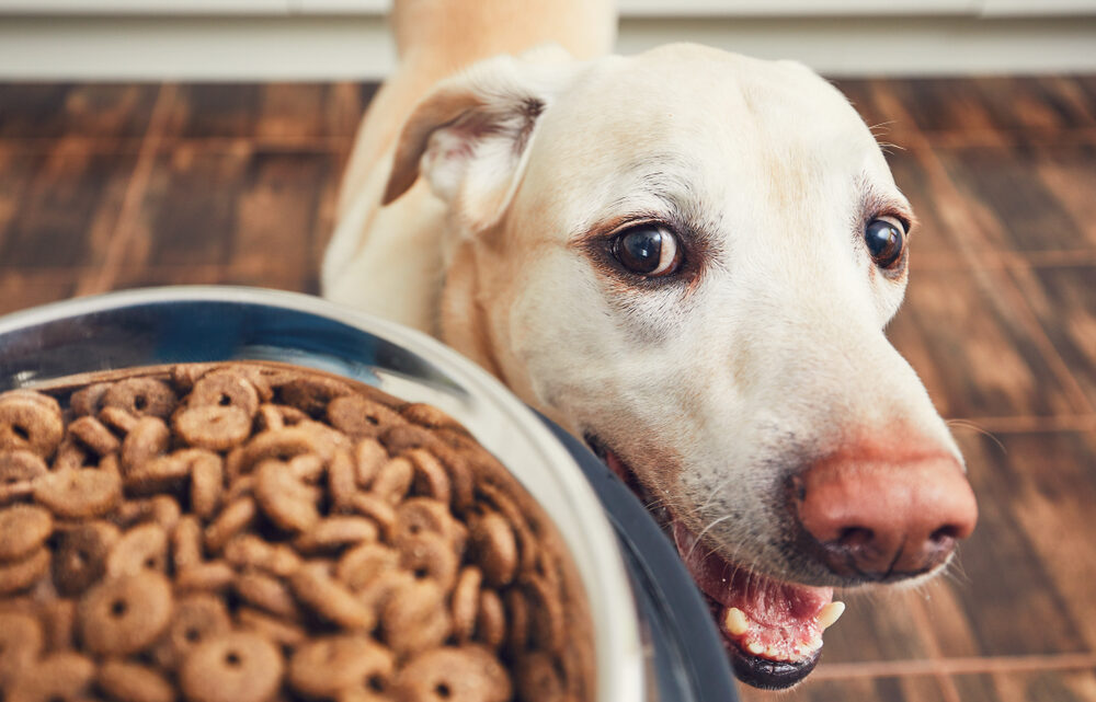 La meilleure alimentation pour votre chien