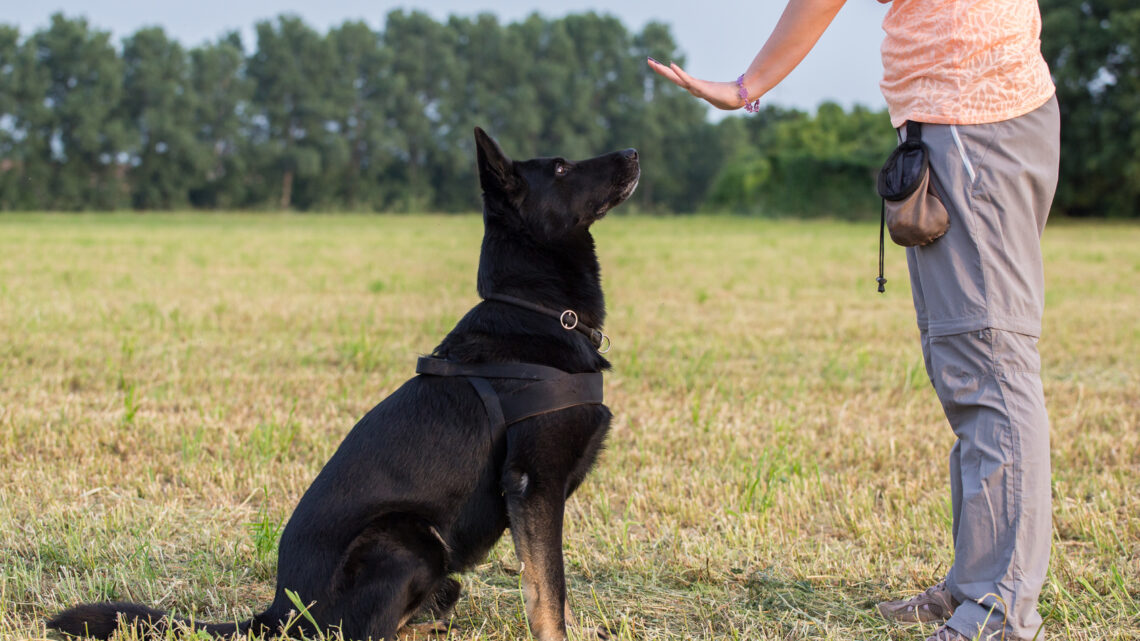 Comment dresser son chien ?