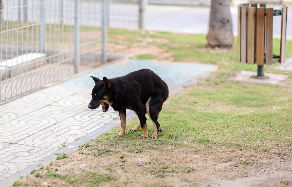 Les problèmes digestifs chez le chien