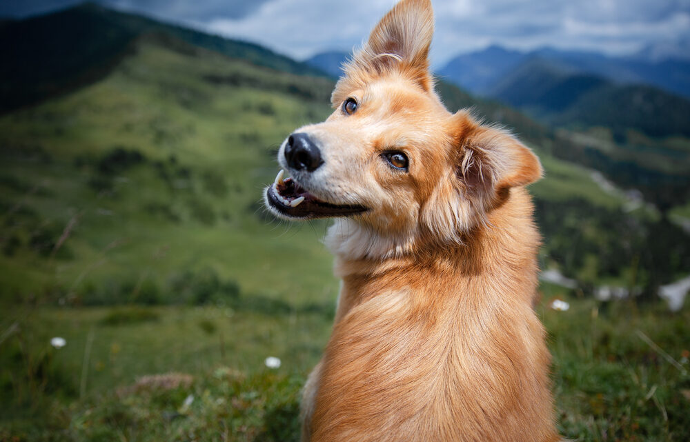 Top 10 des plus beaux chiens