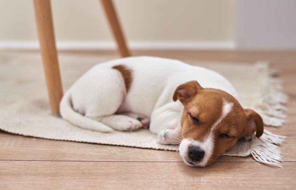 Tout savoir sur le sommeil de son chien pour améliorer son bien-être