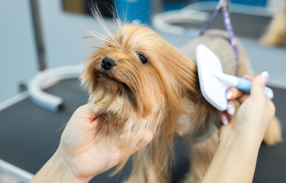 Comment savoir si c’est un bon élevage de chien ?