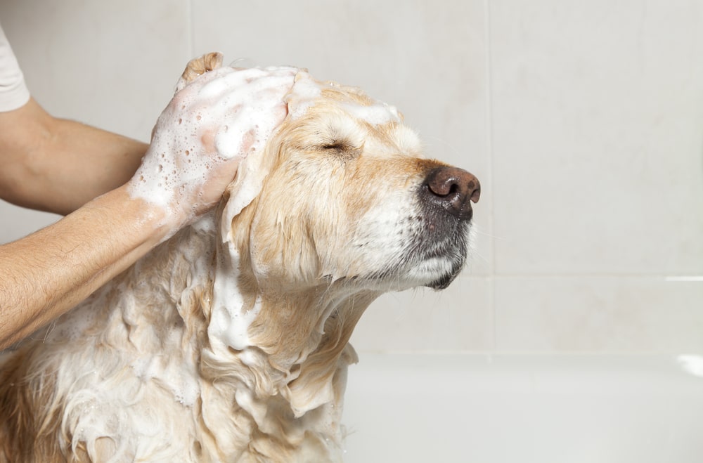 Quand faut-il laver son chien