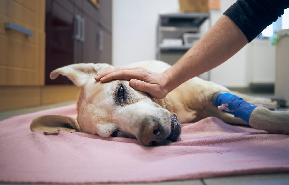 Euthanisie de votre chien : en quoi une assurance peut-elle aider ?