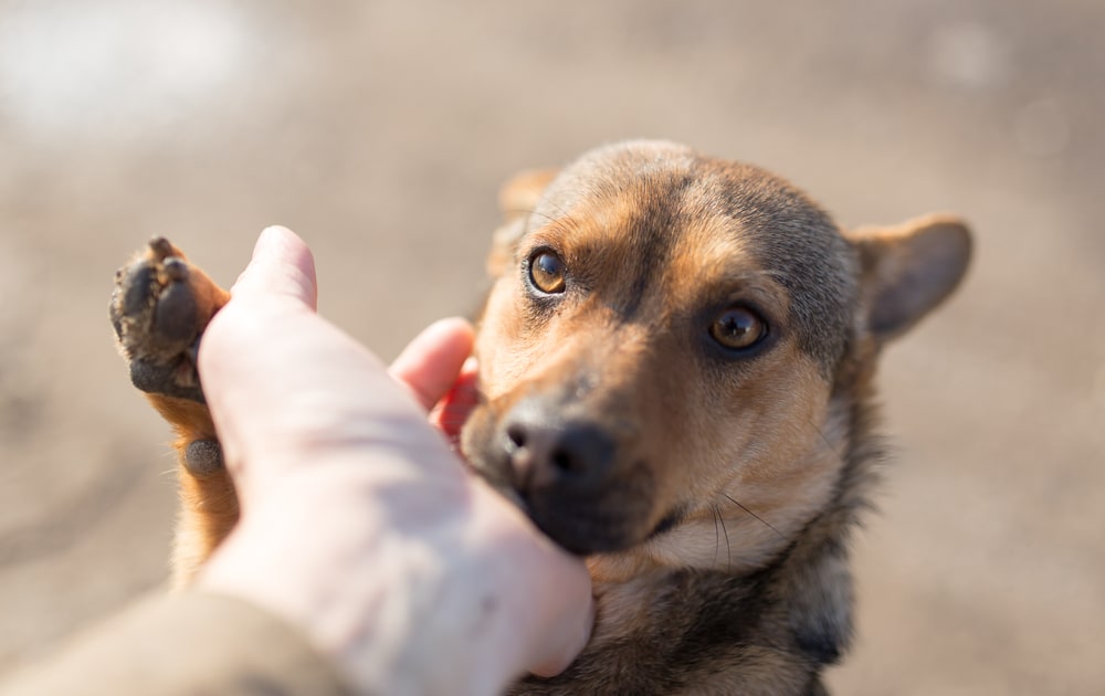 Les organisations de sauvetage et de protection des animaux : Comment aident-elles à retrouver les animaux perdus ?