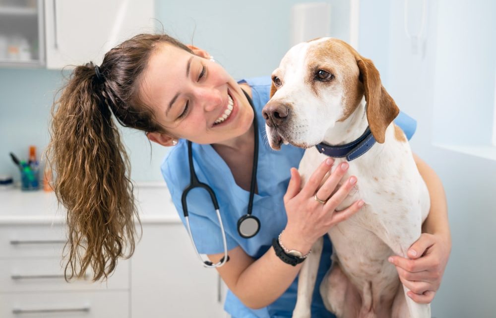 Comment maintenir la santé de votre animal de compagnie ? 