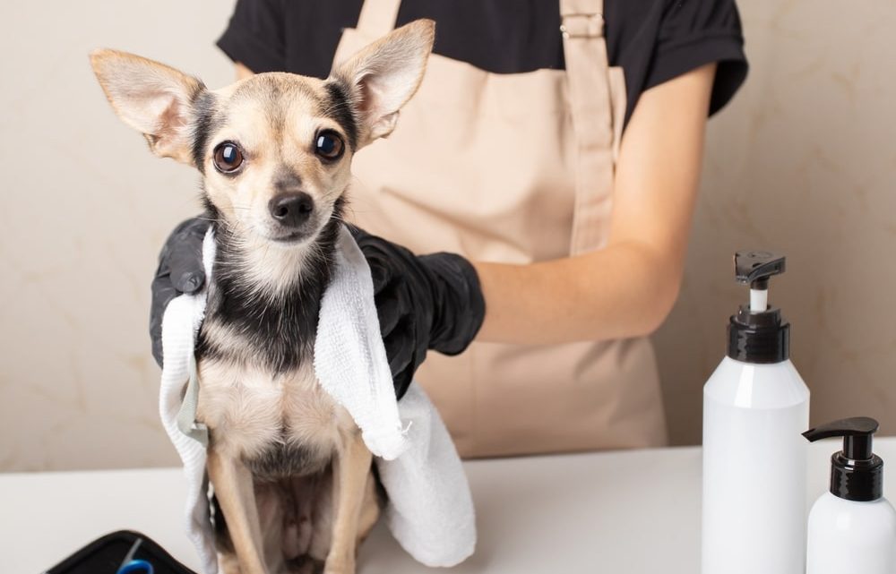 Shampoing anti-puces pour chien : Un moyen efficace de protéger votre compagnon à fourrure