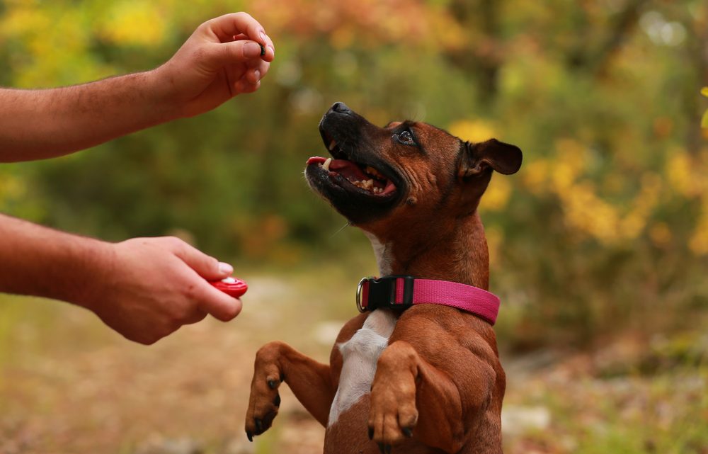 À partir de quel âge commencer l’éducation de votre chien ?