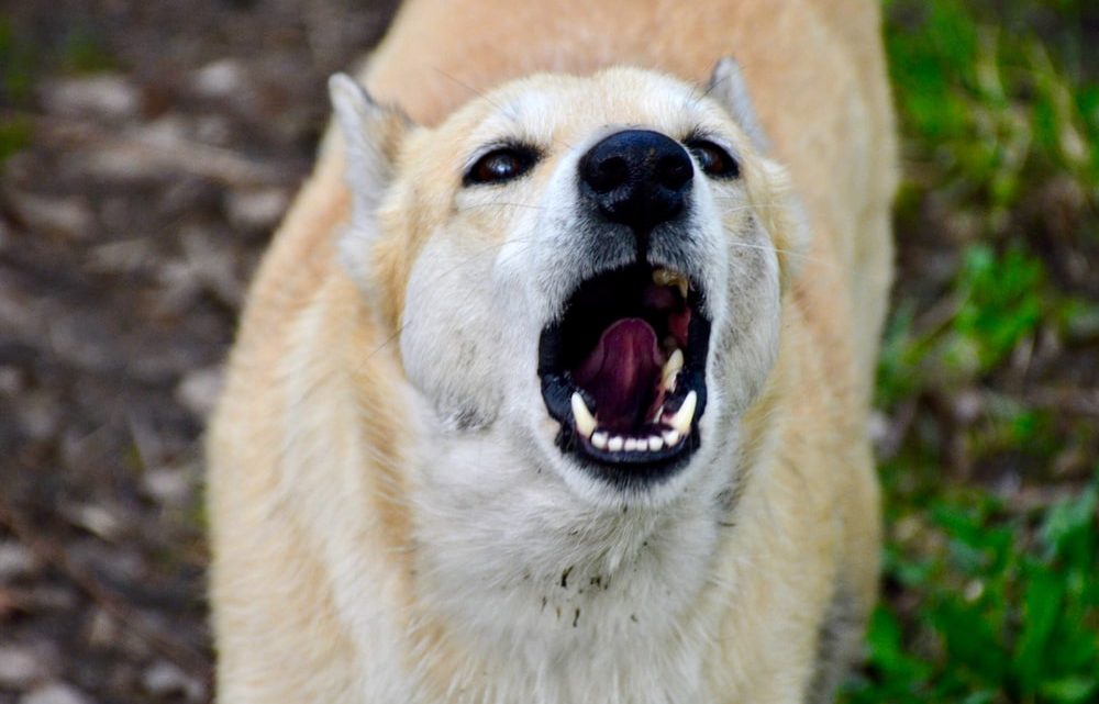 Quelles sont les causes de l’agressivité chez un chien ?