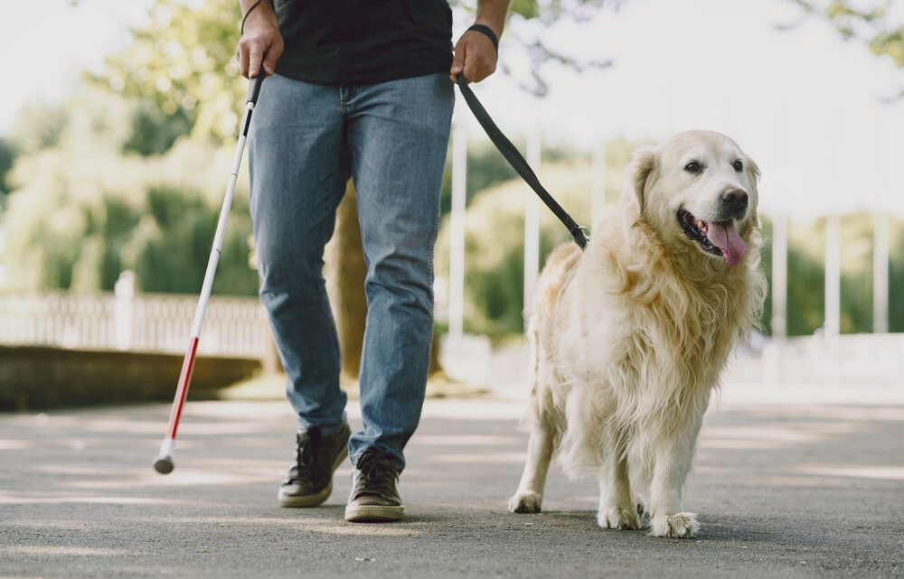 Les chiens de travail : explorer les différentes tâches et rôles que les chiens peuvent assumer